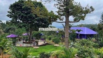 Khu nghỉ dưỡng 1,38ha view suối, giá chỉ 9.5 tỷ – Lộc Thành, Bảo Lâm