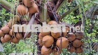 Bán vườn nghĩ dưỡng siêu rẻ siêu ok