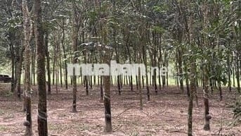 1hec8 cao su p.Minh Hưng Đồng Nai ( Bình Phước củ)