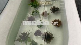 Siêu hiếm! Mặt tiền Nguyễn Trãi Q5 cực tốt. chỉ 21 tỷ xx