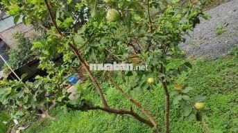 🏡 Đất vườn Củ Chi 3.479m², đường ô tô🔥Chính chủ cần tiền mới bán, SHR
