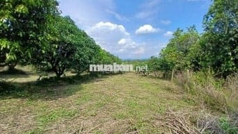 Ông Chủ Đi Xuất Ngoại Cần Bán Gấp 2000m2 Gần KCN Định Quán Đã Có SHR