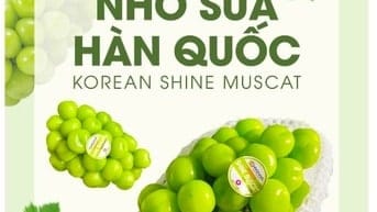 KHÁM PHÁ VỊ NGỌT TỰ NHIÊN-NHO SỮA GREENVIL-THƯƠNG HIỆU NHO SỮA SỐ 1 HQ