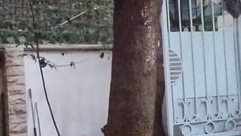 🌳 CHÍNH CHỦ BÁN CÂY LỘC VỪNG LÂU NĂM – ĐỊNH CÔNG, HÀ NỘI 🌳