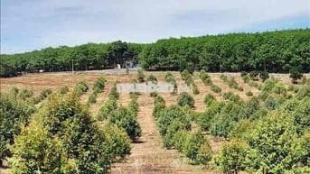 Đất Vườn Bình Phước Giá Tốt – Sổ Sẵn, Công Chứng Ngay!