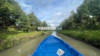 cần bán vườn đang trồng sầu riêng ,mít đang cho thu hoạch
