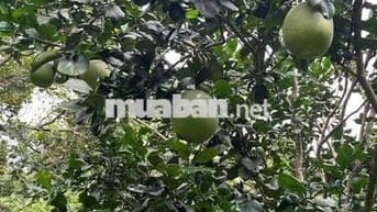 Ali bán nhà hẻm Ô Tô xã Phú Hữu, SHCC giá bán 14 tỷ có TL