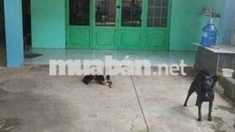 nhà phú an .6 x 42 . đường pê tông.100m thổ cư