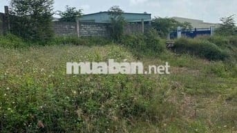 Cần bán Đất trồng cây lâu năm gần 1000m2