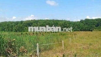 Đất vườn 1126m2 ở phú giáo bình dương ngay DH 507 chỉ 300m