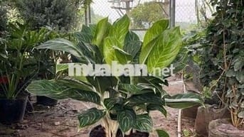 Cho thuê nhà 132 ngõ Hoàng An A, Lê Duẩn Đống Đa - Hà Nội