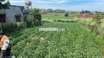 🌄 CHÍNH CHỦ BÁN – MẢNH ĐẤT HIẾM CÓ KHÓ TÌM TẠI LÂM ĐỒNG