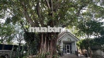 Biệt thự vườn quốc lộ 13 vị trí đắc địa