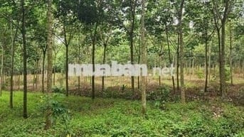 Bán gấp đất tại Xã Tiến Hưng, Đồng Xoài, Bình Phước, 15ty4, 1ha1
