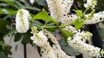 NGỌC THỤY NHÀ ĐẸP DÂN XÂY.CHỦ THIỆN CHÍ BÁN. OTO . PHỐ CỔ . GIÁ HƠN 8 