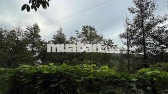 2000m2 sầu riêng đường nhân nghĩa xuân đông xã cẩm mỹ