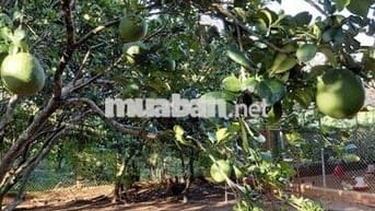 Bán đất vườn 12.201m² ,có sổ hồng riêng – Bảo Bình, Cẩm Mỹ, Đồng Nai