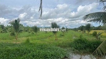 Đất vườn dừa 2 năm tuổi 3430m2 xã An Ngãi Trung, Ba Tri