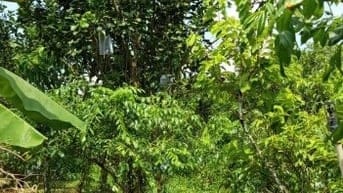 Cây Cóc Thái trên 5 năm trái sẵn 
