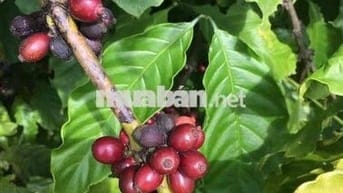 Cần bán 4.5 xào đất buôn ma thuột nông nghiệp