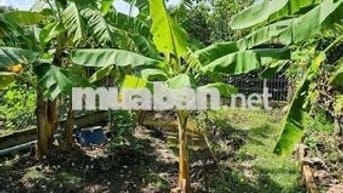 🌳 ( Giáp chủ) [14 triệu/m²] Đất vườn An Sơn 31 - Hơn 9 tỷ