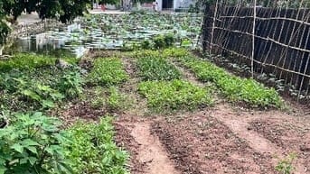 Bán đất ở siêu vip 1 mặt đường  nhựa 6 m , một mặt ao Sen 
