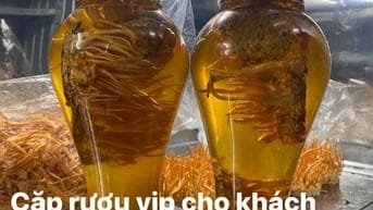 ĐÔNG TRÙNG HẠ THẢO TƯƠI NGÂM RƯỢU
