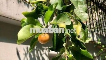 Cho thuê nhà1tr 3lầu hẻm đường  Ba Cu Vũng Tàu