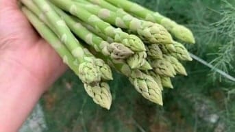Khám Phá Những Ưu Điểm Nổi Bật của Măng Tây Xanh Loại 1