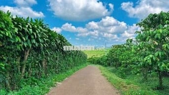 Đất thổ cư Lộc Đức - view núi 1 sào (15mx65m) mặt đường nhựa chỉ 900tr