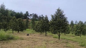 Bán 1,3 mẫu đất Quảng Trị Đà Tẻ giá chỉ 6ty900tr