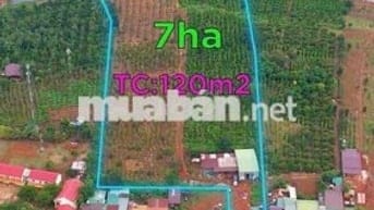 Cần bán 17m đất mặt đường+7héc đất nông nghiệp
