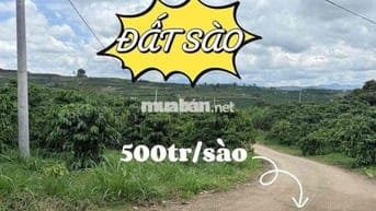 ĐẤT SÀO CÓ SẴN CÀ PHÊ ĐANG RA TRÁI - ĐINH VĂN, LÂM HÀ