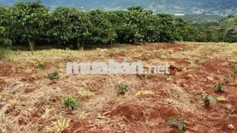 Bán Đất cà phê thu hoạch có thổ cư sổ hồng - 9000m2 - Gia Lâm, Lâm Hà
