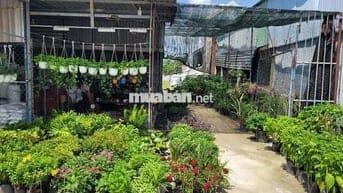 Sang lại cửa hàng kịn doanh cây cảnh hoạt mặt bẳng kinh doanh