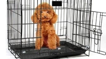 Kinh nghiệm chọn chuồng chó thông thoáng cho mùa nóng