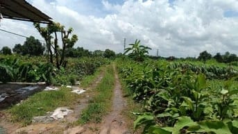 Bán Đất ruộng 50 năm tại Sài Sơn Quốc Oai, cách ĐL Thăng Long 3 phút