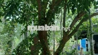 Bán vườn cây ăn trái 1466m2 xã Trung An - Củ Chi