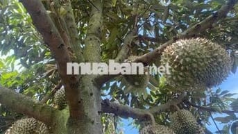 CHỦ NGỘP BANK GỬI BÁN LỖ GẤP ĐẤT VƯỜN TRÁI CÂY NGHỈ DƯỠNG, VIEW SUỐI