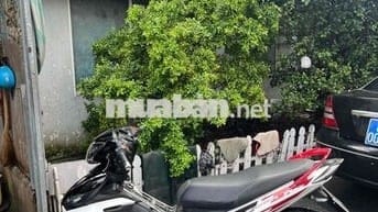 ex 214 bstp chính chủ kiểng đẹp