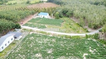 BDS NGAY TÁI ĐỊNH CƯ ,  5X40 CÓ THỔ CƯ 470 TRIỆU