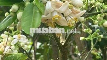 Full sầu đã cho thu tại Ea Kiết- Cư mgar- Daklak