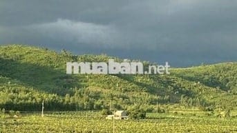 BÁN ĐẤT VƯỜN THANH LONG ĐANG KHAI THÁC - FULL TIỆN ÍCH