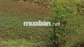 Bán cho con đi học dt 97,5m2 giá 768tr Bình Chánh