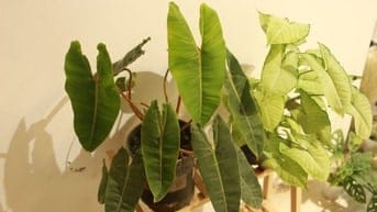 Combo 5 cây kiểng lá trong ảnh, có cây hạc cam
