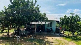 Bán nhà vườn Bình Dương giá rẻ 420 triệu