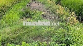 Bán đất vườn cây lâu năm, kênh 10, xã Tân Nhựt, TP. HCM