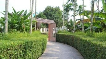 Cây chè tàu,tường rào cây xanh cây chè mạn