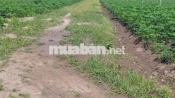 Cần bán gấp lô đất trồng cây đường ĐT 833 ở Tây Ninh ở Xã Tân Hội