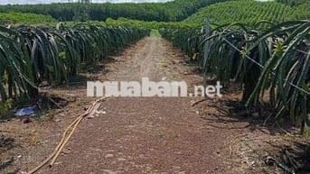 Cần ra đi gấp "Đất trồng cây công nghiệp" ở Xuân Lộc, Đồng Nai